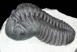Excellent, Pedinopariops Trilobite - Mrakib, Morocco #55975-4